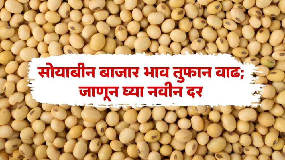 Soybean Bajar Bhav